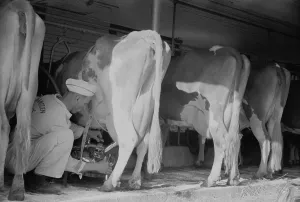 Farming Prints: Farmer using a powered milking machine