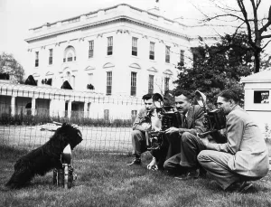 Lcgr1305 Prints: FDR's dog, Fala, photographing the photographers at the White House