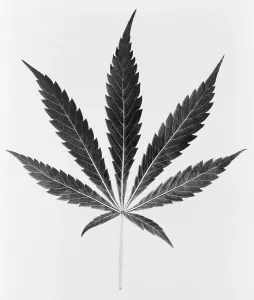 Narcotics Prints: Federal Bureau of Narcotics illustration of a Marijuana leaf. Ca. 1950