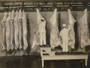 Sanitation Prints: Federal meat inspectors examine animal carcasses in 1910