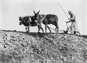 Donkey Prints: Fellah is the Arabic word for ploughman
