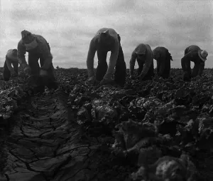 Harvesters Prints: Filipinos farm workers cutting lettuce in Salinas