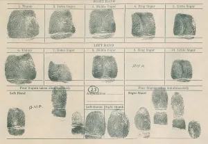 Criminal Prints: Fingerprint record sheet