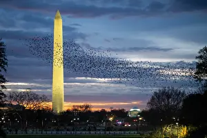 South Lawn Prints: Flocks of birds take off from the White House South Lawn as Marine One departs at sunrise
