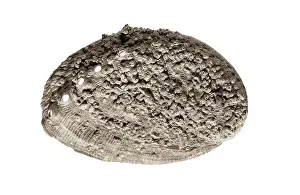 Animal Prints: Fossils. Shell. Mesolithic art