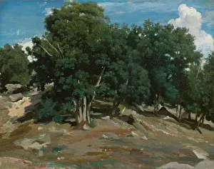 Romanticism Prints: FOUNTAINEBLEAU: OAK TREES AT BAS-BREAU