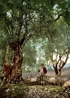 Images Dated 8th February 2008: France, Shephard with a flock of sheep in an olive grove