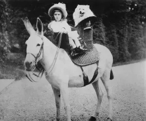 Saddle Prints: Franklin Roosevelt as a toddler seated on a donkey at Hyde Park