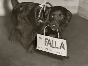 Lcgr1304 Prints: Franklin Roosevelt's 1944 campaign enlisted dogs to do their part