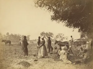 Slavery Prints: Freed slaves planting sweet potatoes at the Hopkinson plantation on Edisto Island