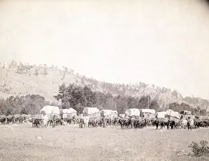 Wagon Train Prints: Freighting in the Black Hills. Several ox teams and wagons in a valley