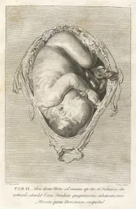Human Body Prints: Fully developed human fetus in utero