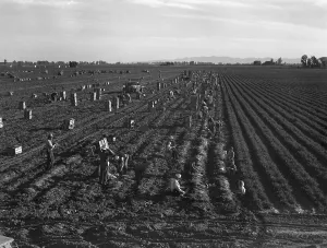 Harvesters Prints: Gang labor of Mexicans and white Americans on a large carrot truck farm in California's Imperial Valley