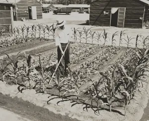 Gardening Prints: Garden at the Fresno Assembly Center, a detention center for Japanese-Americans in 1942