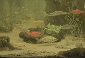 Fishes Prints: Gold and Silver Fish in an Aquarium