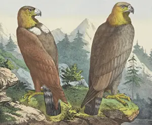 Bird Prints: Golden Eagle, by Jos. Scholz, c