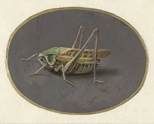 Brush Prints: Grasshopper, by Jan Augustin van der Goes