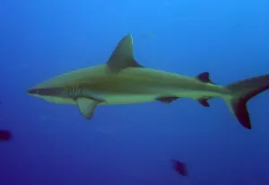 Underwater Prints: Gray reef shark, near Palau