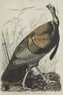 Animals Prints: Great American Wild Turkey Cock Male
