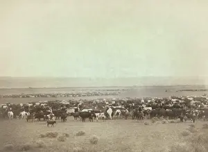 Migration Prints: Great heads of cattle replaced the Buffalo on the grasslands of South Dakota in the 1880s