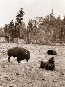 November Prints: Group of Buffalo, Dott Island, Yellowstone Lake. albumen stereograph, by B.F. Hoyt, 1897