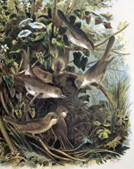 Sylvia Prints: Group of Lesser Whitethroats. Engraving after a drawing by a F