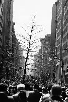 Demonstration Prints: A group of marchers carry a tree on 5th Avenue