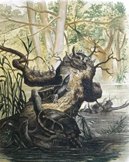 Metazoa Prints: Group of turtles. Engraving after a drawing by a F