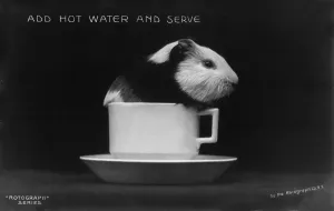 Beverage Prints: Guinea pig in a tea cup, original title: Add Hot Water and Serve, 1906