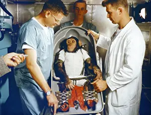 Primates Prints: Ham, a three-year-old chimpanzee, in his biopack couch