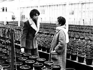Older Woman Younger Man Prints: HAROLD AND MAUDE, from left, Bud Cort, Ruth Gordon, 1971