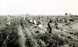 Oakies Prints: Harvesting carrots in El Centro