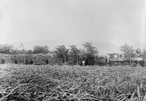 April Prints: Hawaii. A field of harvested sugar cane on a plantation