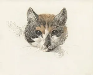 Feline Prints: Head of a Calico Cat From the Front