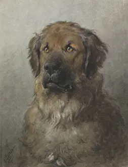 Shoulders Prints: Head of a Newfoundland Dog, by Otto Eerelman