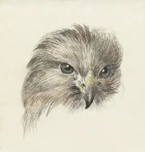 Wild Prints: Head of a Raptor, by Jean Bernard