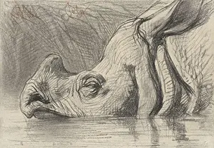 Head Prints: Head of a Rhinoceros, Half in the Water