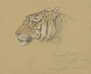 Brush Prints: Head of a Tiger, by Raden Saleh, 1847, Indonesian water color painting. (BSLOC_2016_1_288)