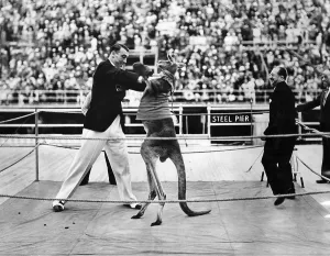 Audience Prints: Heavyweight champion Primo Carnera with a boxing kangaroo in Atlantic City