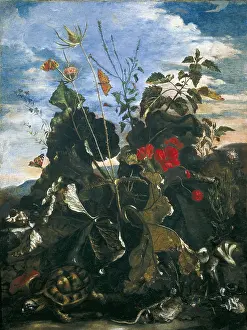 Still Lifes Prints: Herbs, insects and flowers. School of Mathias Withoos (17th c)