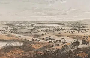 Prey Prints: A herd of hundreds of American bison extends to the horizon on the Great Plains