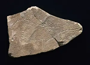Prehistoric Prints: Hind on limestone. Upper Paleolithic