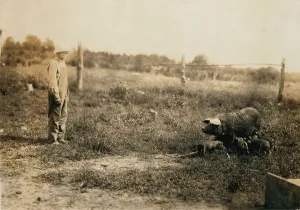Kentucky Prints: Homer Hunt tending pigs, Rockcastle County
