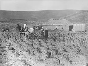 Animals Prints: Homestead couple has planted corn right up to the front door of their sod house