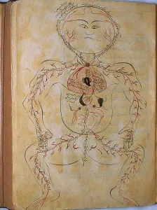 Medical Prints: The human circulation system, from MANSUR'S ANATOMY