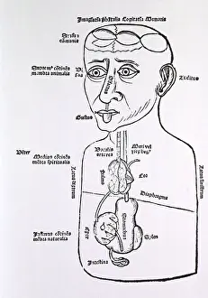 Human Prints: Human figure, half-length, with some of the abdominal internal organs