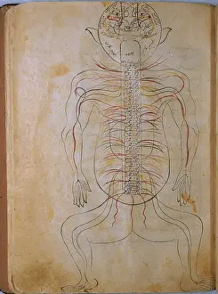 Iranian Prints: The human nervous system, from MANSUR'S ANATOMY