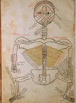 Human Body Prints: The human skeleton, from MANSUR'S ANATOMY