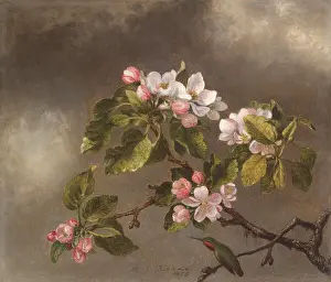Close Up Prints: HUMMINGBIRD AND APPLE BLOSSOMS