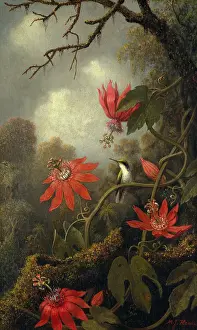 Close Up Prints: HUMMINGBIRD AND PASSION FLOWERS